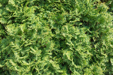 Green thuja hedgerow close up photo. Thuja background wallpaper texture. Closeup of green leaves of Thuja trees. Evergreen coniferous tree. Green plant wall background.