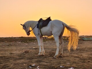 Obraz na płótnie Canvas silhouette view of horse at sunset time Karachi sea view beach