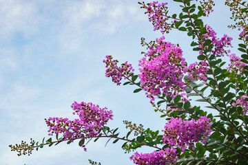 Obraz premium 青空に映えるサルスベリの花