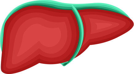 肝臓　イラスト