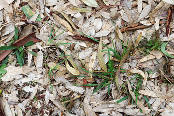 eucalyptus leaves on the ground on bushland