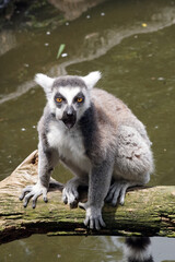 木の上で口を開くワオキツネザル