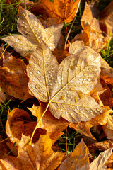 Fallen maple leaves with raindrops in the forest on the ground