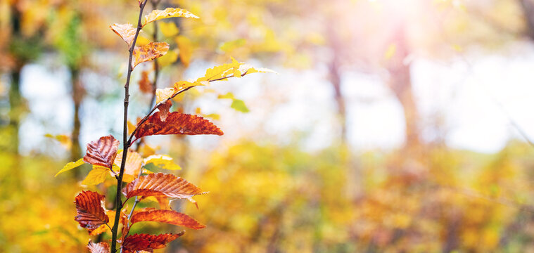 Autumn forest by the river. Tree branch with colorful autumn leaves on blurred background