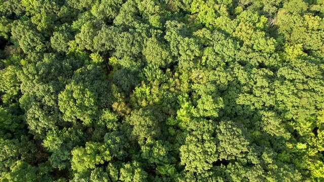 Straight down on summer forest drone shot gimbal pan up to mountain pond 