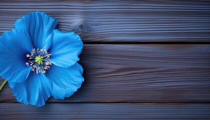 Blue poppy flower on wooden background. Top view. Copy space.