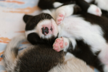 Welsh corgi cardigan sleeping close up