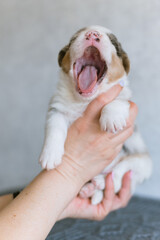Cute marble corgi puppy yawning