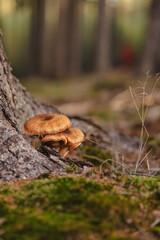 honey mushrooms grow under a tree in the forest