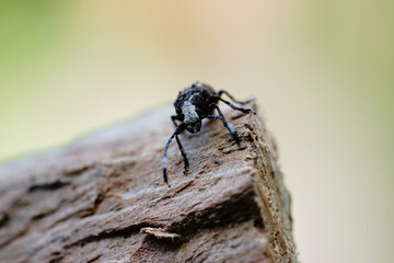 beetle sitting on a piece of wood