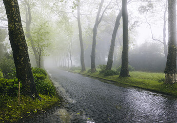 Obraz premium Treelined cobblestone country road in fog, Azores Islands