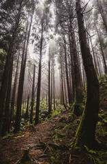 Misty foggy forest of tall straight trees, Azores Islands