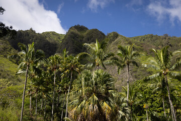 Fototapeta na wymiar The Road to Hana in Maui, Hawaii