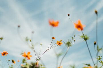Obraz na płótnie Canvas Orange Texas Wildflowers Against the Blue Sky