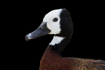 A White-faced Whistling Duck Portrait