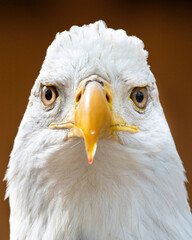 A Portrait of an American Bald Eagle