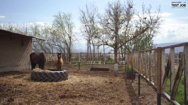 horse throwing the dry grass with head