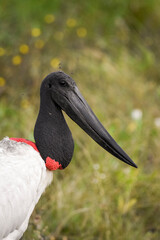 Beautiful view to exotic Jabiru Stork bird in the Brazilian Pantanal