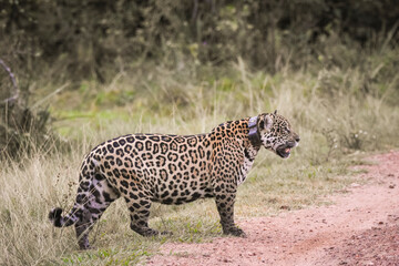 Beautiful view to wild jaguar with GPS tracking collar in Pantanal