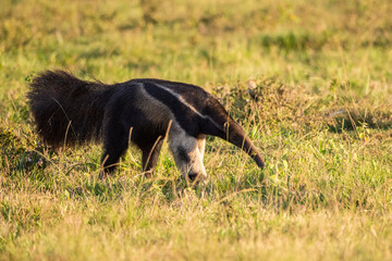 Beautiful view to wild giant anteater on open field in the Pantanal