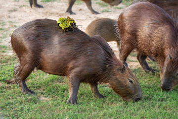 Beautiful view to capybara rodent on open field in the Pantanal