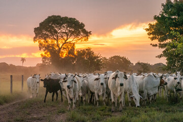 Beautiful view to cattle on open fields in the Brazilian Pantanal