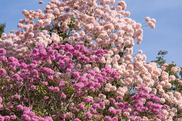 Beautiful view to pink trumpet trees flowering in the Pantanal
