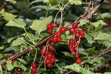 A branch of ripe red currant shimmers in the sun