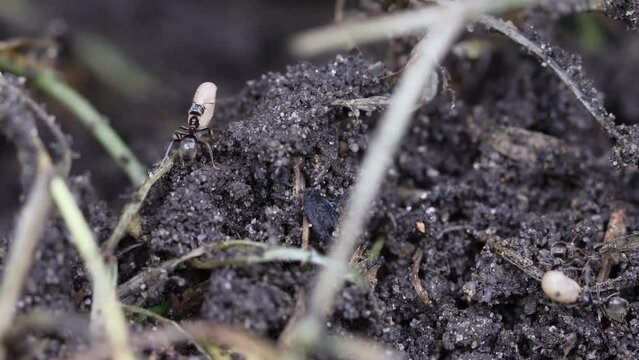 Black ants, Lasius niger, carrying larvae eggs to safety in a disturbed ants nest.  Slow motion, zoom out.