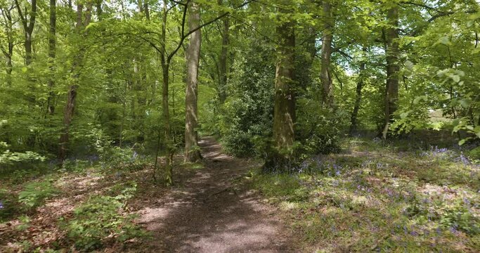 Beautiful forest trail in Springtime, wide angle.