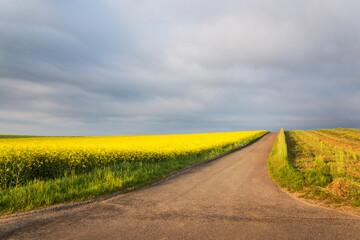 road along a rapeseed field in spring