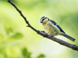 Juvenile bluetit on a tree branch