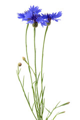 A sprig of cornflowers isolated on a transparent background.