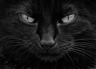 Portrait of black cat with green eyes on dark background