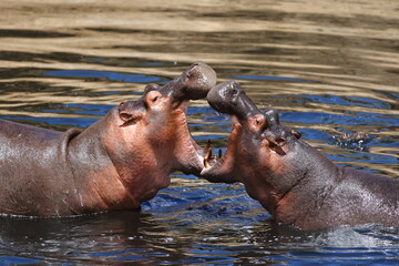 Two hippopotamuses fighting in the water