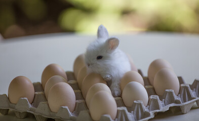 rabbit with eggs in the package