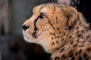 portrait of cheetah