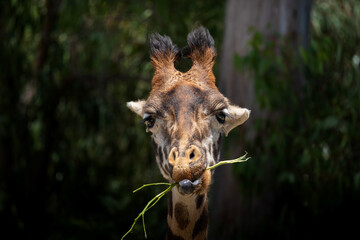 portrait of a giraffe chewing on a branch