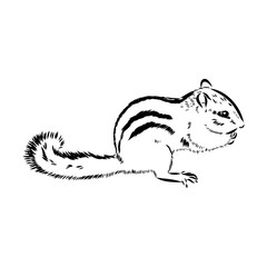 Hand drawn chipmunk. Black and white vector illustration in retro style