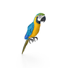 Colorful macaw parrot isolated on white background.