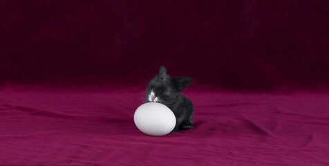 rabbit with an easter egg on a red background