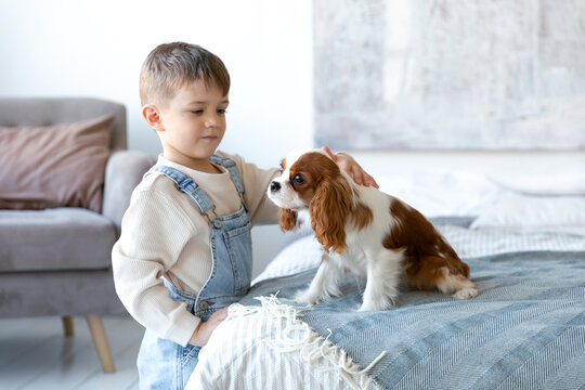 A little poppy of Cavalier King Charles Spaniel sits at the white room