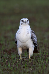 weißer Mäusebussard // white Common buzzard (Buteo buteo)