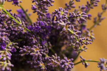 Still life with lavender flowers in soft lighting