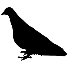 silhouette of a pigeon