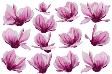 Magnolia flowers different drawn on a white background