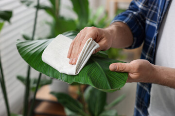 Man wiping leaves of beautiful potted houseplants with cloth indoors, closeup