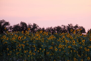 A large field with sunflowers under the open sky at sunset.
