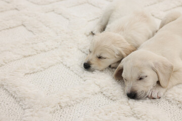 Cute little puppies lying on white carpet. Space for text