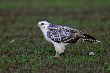 weißer Mäusebussard // white Common buzzard (Buteo buteo)